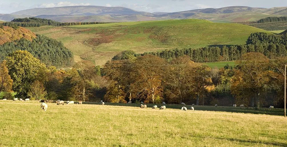 Landscape view in Lowlands with a herd of sheep eating grass and rolling green hills in the background