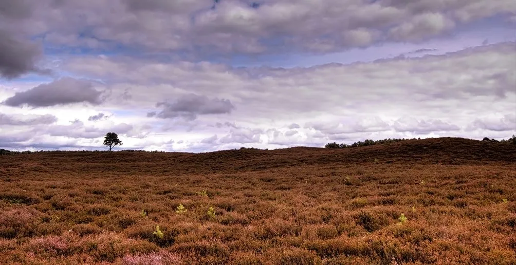 Heather on a hill turning brown with some trees in the back ground on a cloudy day