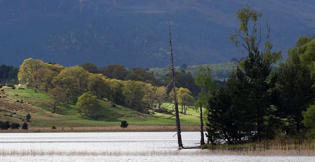 Overlooking the Speyside landscaped with a river at the foot of a mountain surrounded by green trees on two banks