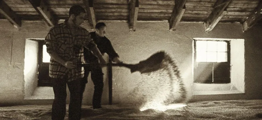 Two employees turning malted barley with shovels at Highland Park distillery