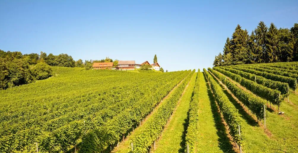 Landschaftliches Bild eines Weinbergs mit blauem Himmel im Hintergrund