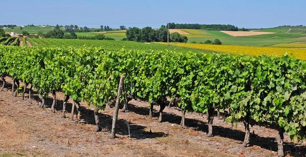 Cognac Weingut - Frankreich