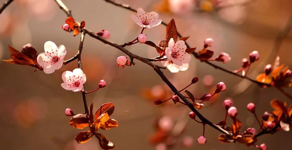 Four bright pink cherry blossoms blooming among other buds during spring