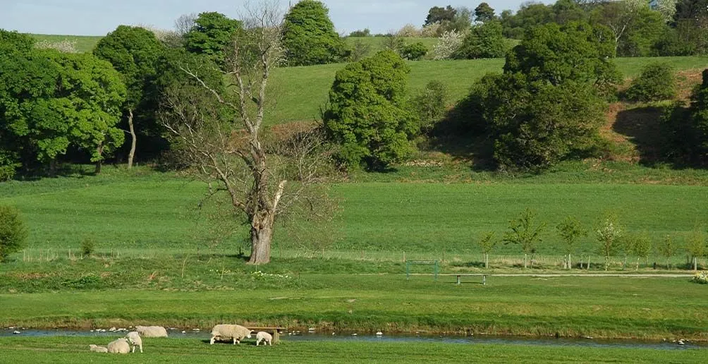 A herd of sheep grazing and resting by a stream with green rolling hills in the background