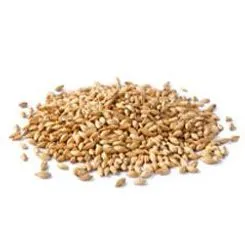 Barley grains