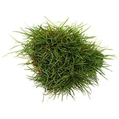 A piece of lawn