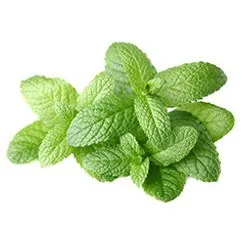 Cluster of some fresh green mint leaves on a white background