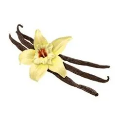 Vanilla pods with flower head of vanilla plant